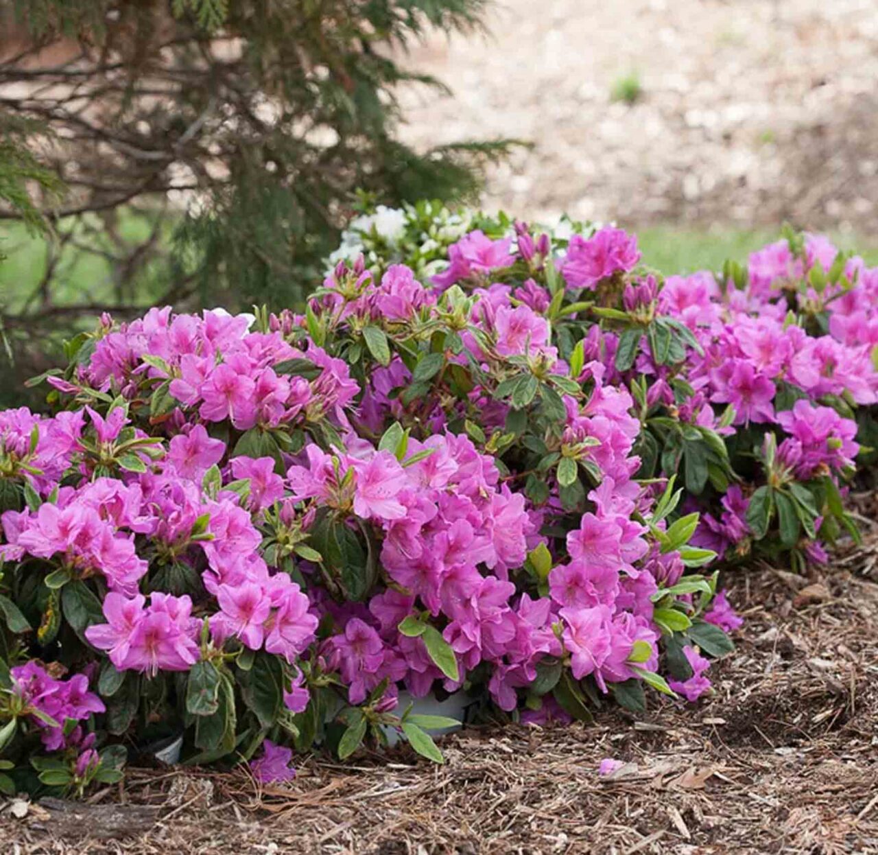 zSHRUB AZALEA | Leading Garden Center in Farmington Hills, MI