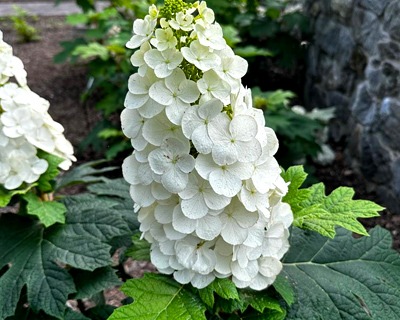 thumbnail image 2 of 50 White Hydrangea Seeds (Hydrangea Quercifolia) – Perennial Flower Bush – 2025 Fresh Harvest – Made In USA 2 of 3